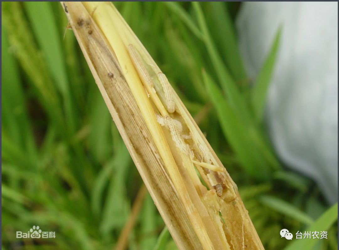 臺州農資 臺州農資