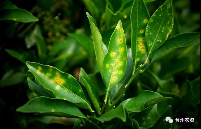 臺州農(nóng)資 臺州農(nóng)資