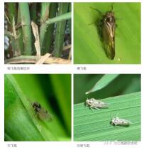 臺(tái)州農(nóng)資 臺(tái)州農(nóng)資